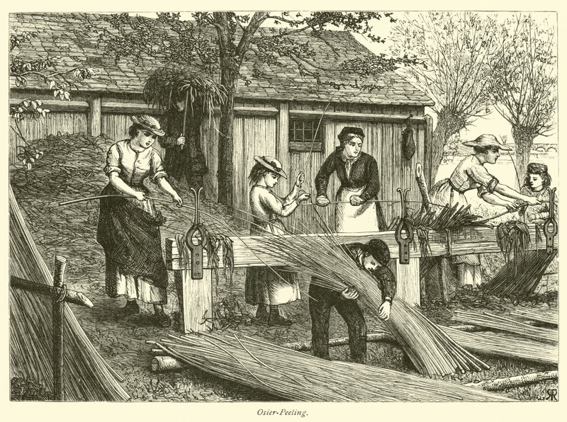 Pelado de mimbre de English School
