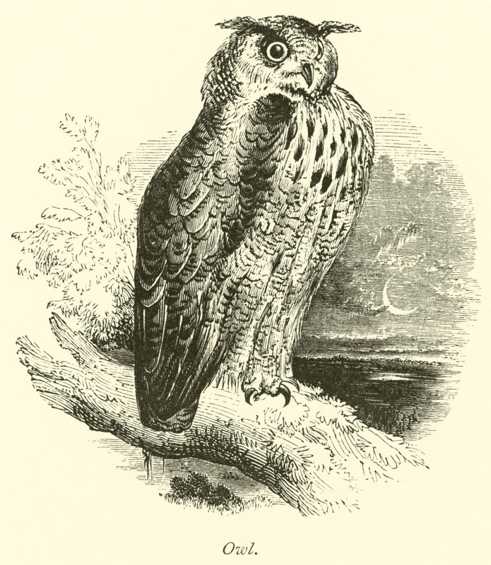 Búho de English School