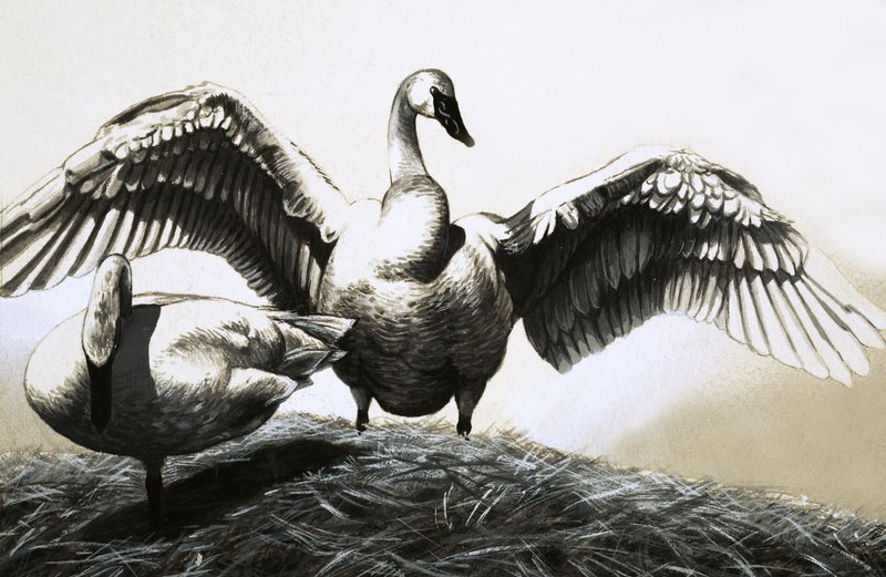Pareja de cisnes de English School