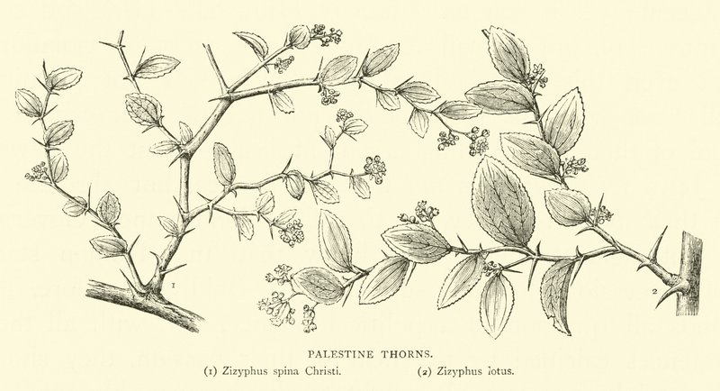 Espinas de Palestina de English School