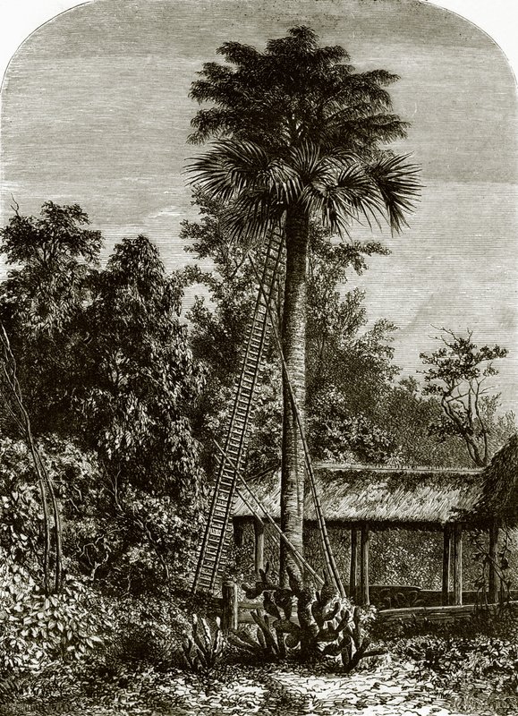 Palmera en Gran Andamán de English School