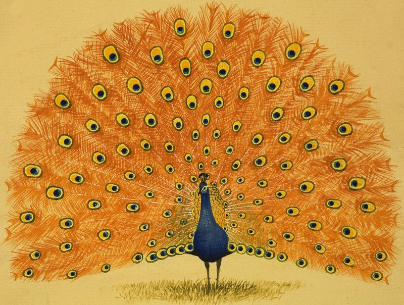 Pavo real de English School