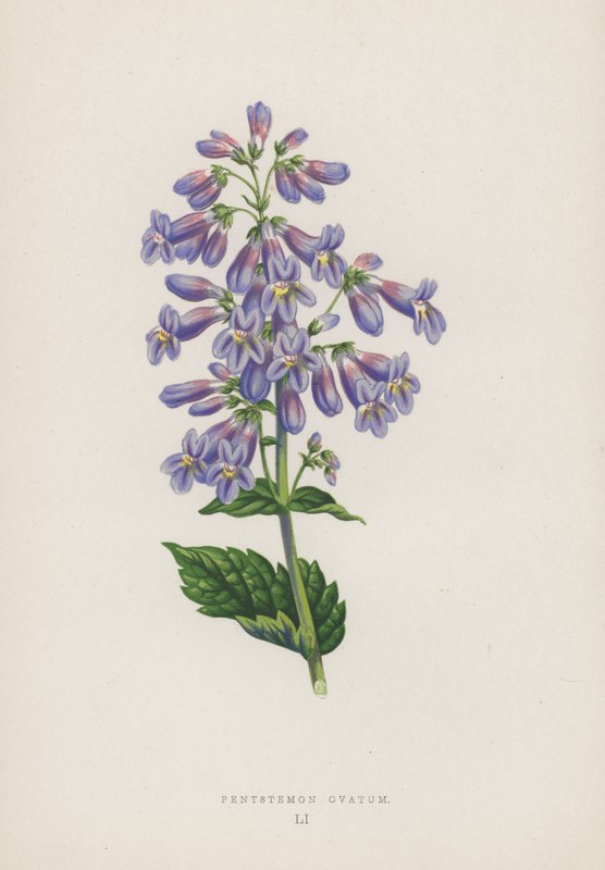 Pentstemon Ovatum (litografía en color) de English School