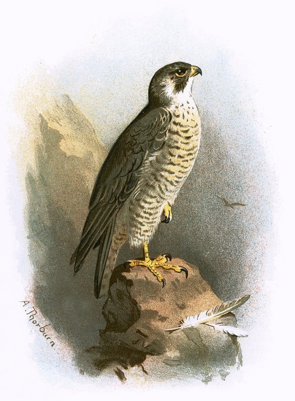 Halcón peregrino de English School