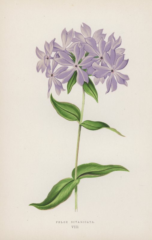Phlox Divaricata (litografía en color) de English School