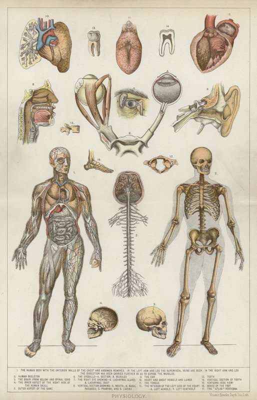 Fisiología (litografía en color) de English School