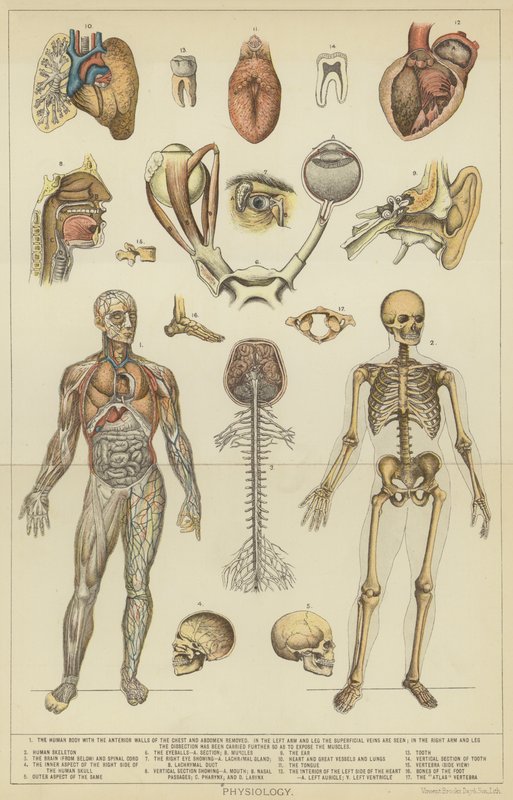 Fisiología (litografía en color) de English School