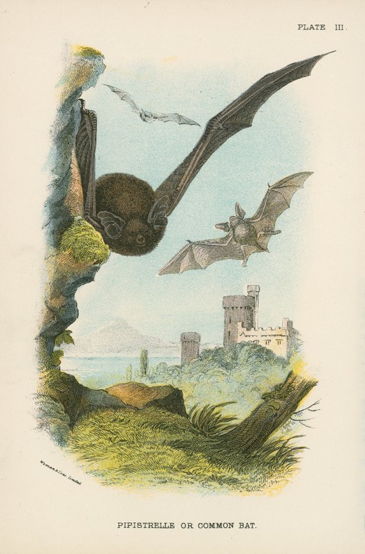 Pipistrelle o Murciélago Común de English School