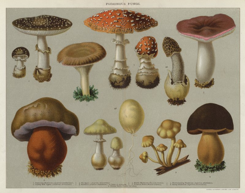 Hongos venenosos (litografía en color) de English School
