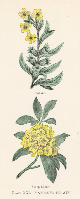 Plantas venenosas de English School