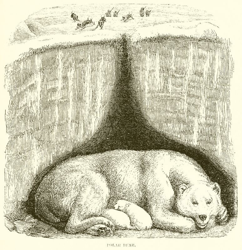 Oso Polar de English School