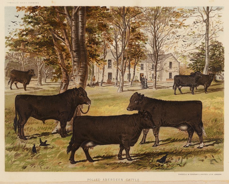 Polled Aberdeen Cattle (litografía en color) de English School