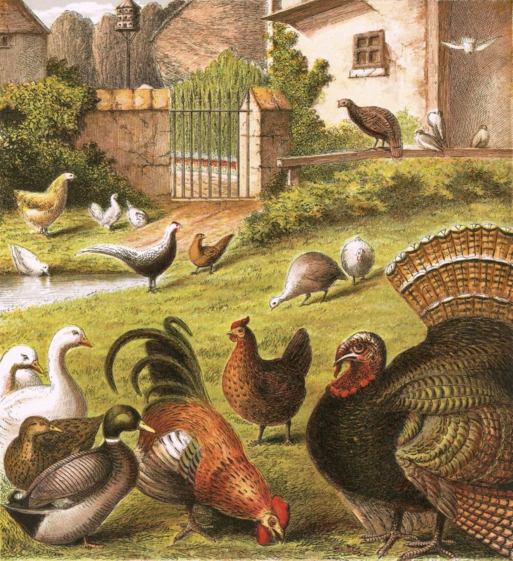 Aves de corral en una granja de English School