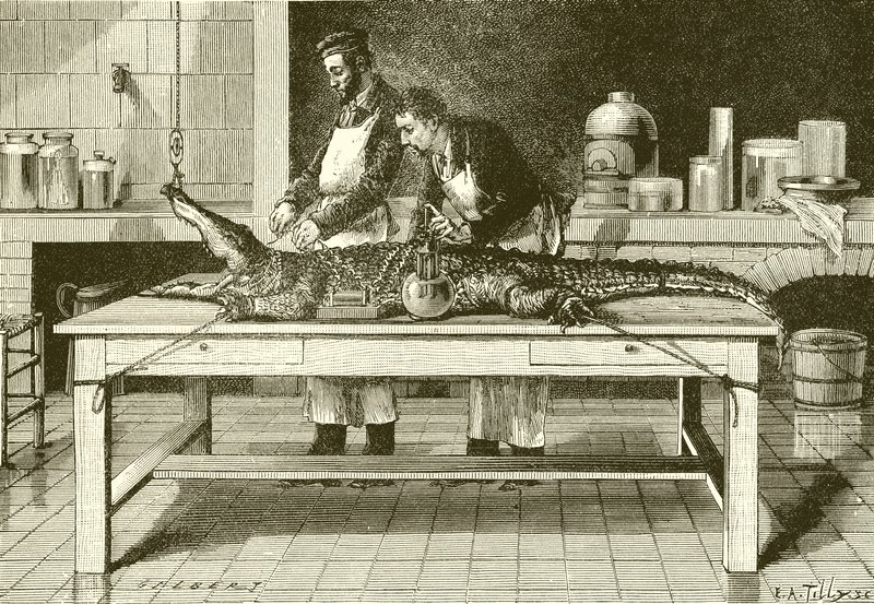 Poder de las mandíbulas de un cocodrilo de English School