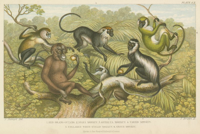 Primates de English School