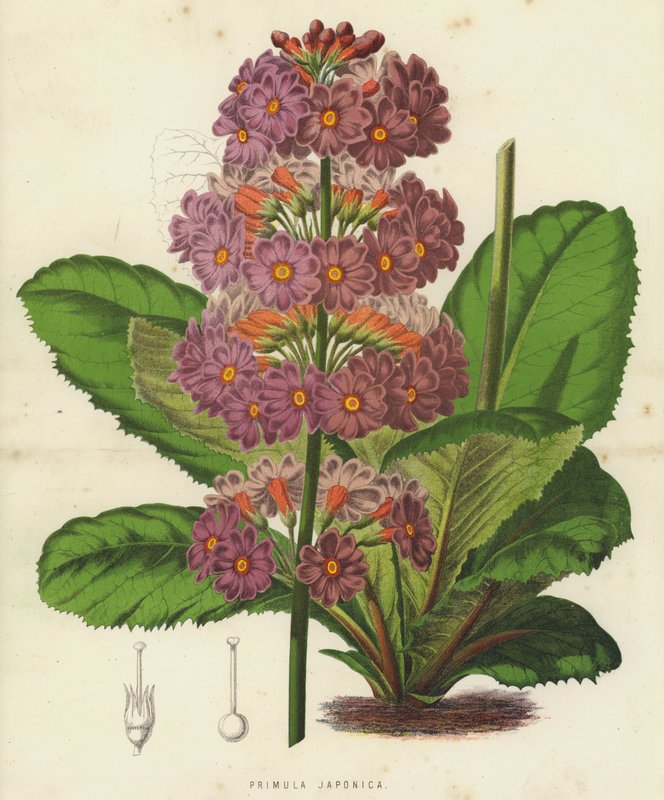 Primula Japonica (chromolitho) de English School
