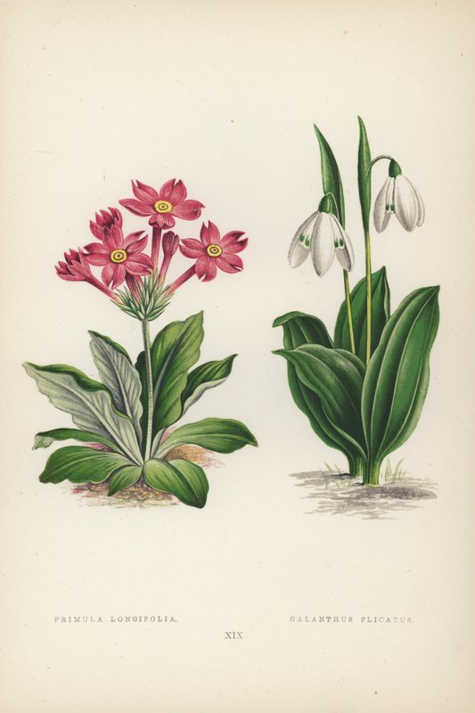 Primula Longifolia; Galanthus Plicatus (litografía en color) de English School