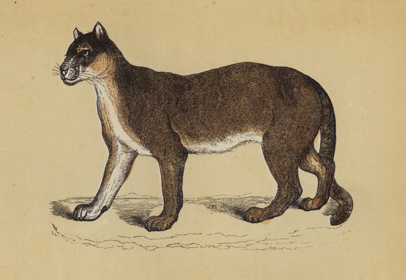 Puma de English School