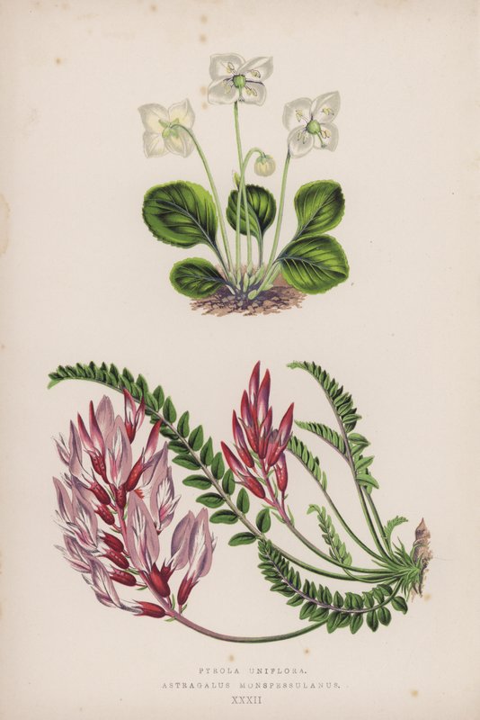 Pyrola Uniflora; Astragalus Monspessulanus de English School