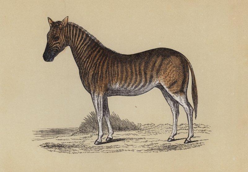 Quagga de English School