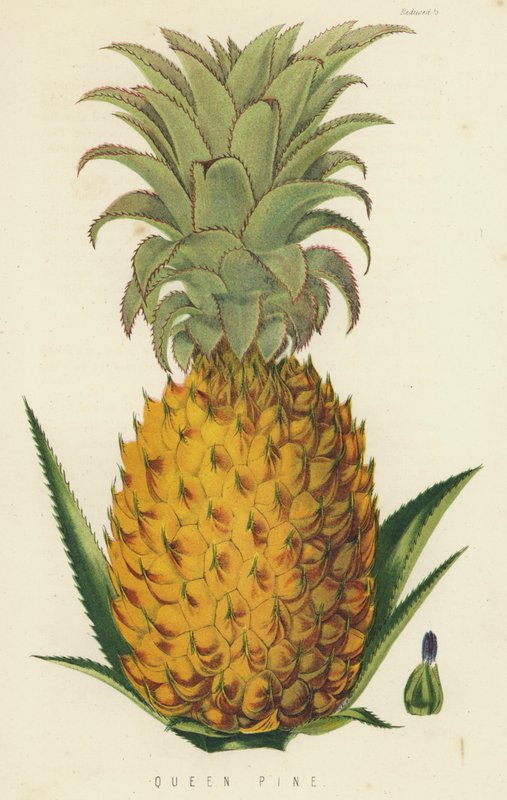 Piña reina de English School