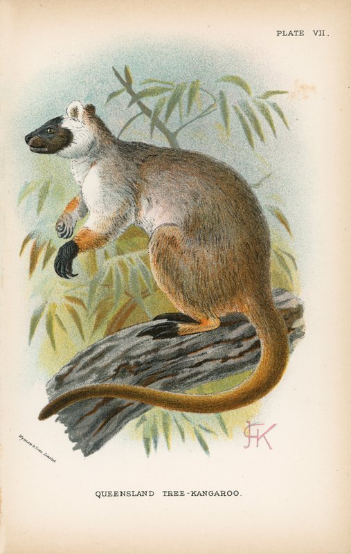Canguro arbóreo de Queensland de English School