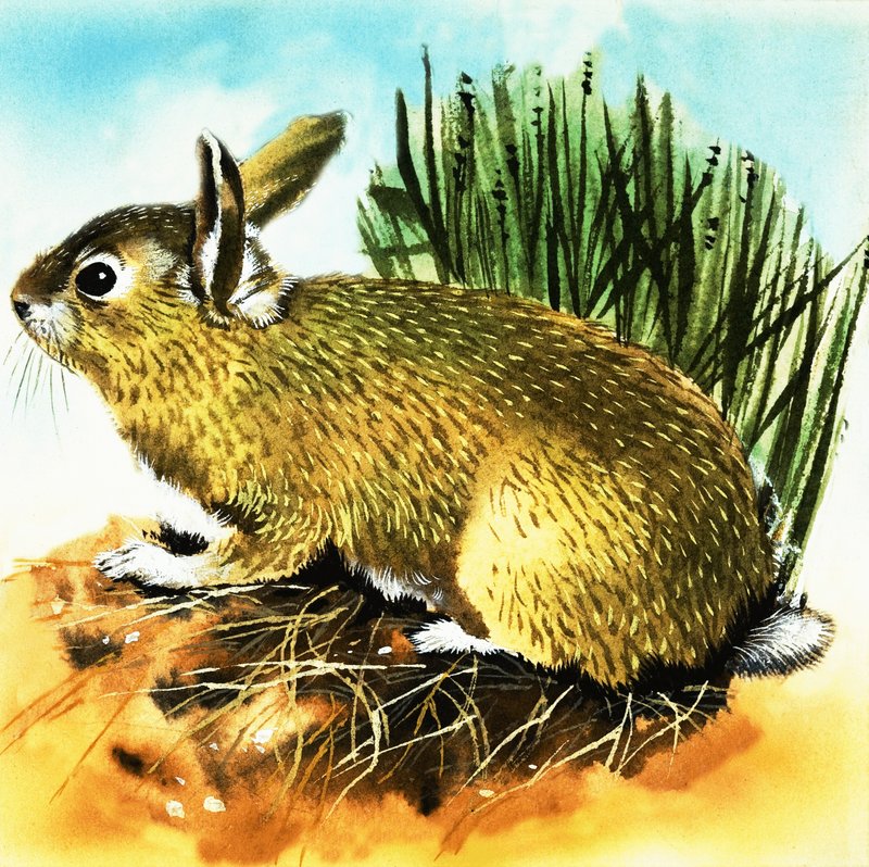 Conejo de English School