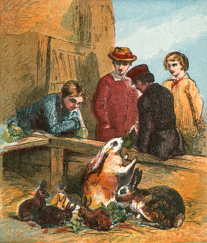 Conejos de English School