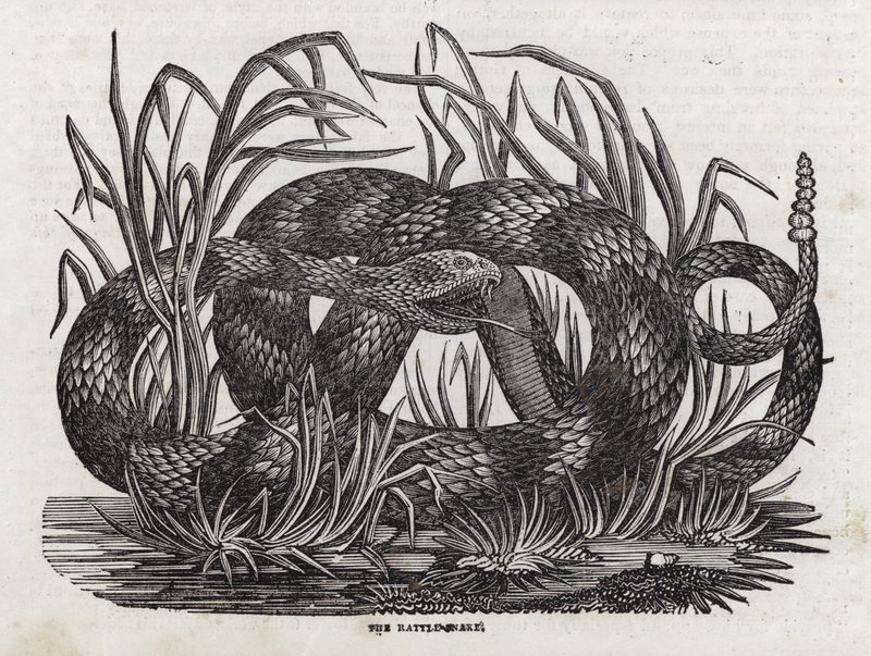 Serpiente de cascabel de English School