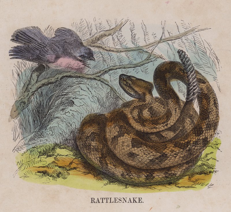 Serpiente de cascabel de English School