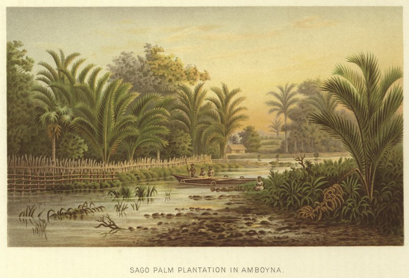 Plantación de palmas de sagú en Amboyna de English School