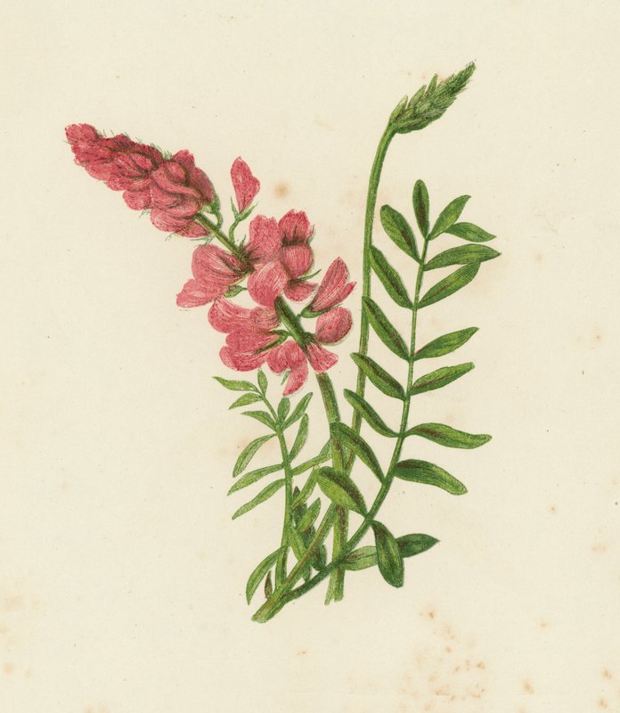 Saintfoin, Onobrychis Sativa (litografía en color) de English School