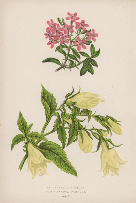 Saponaria Ocymoides; Symphyandra Pendula de English School