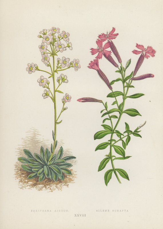 Saxifraga Aizoon; Silene Schafta (litografía en color) de English School