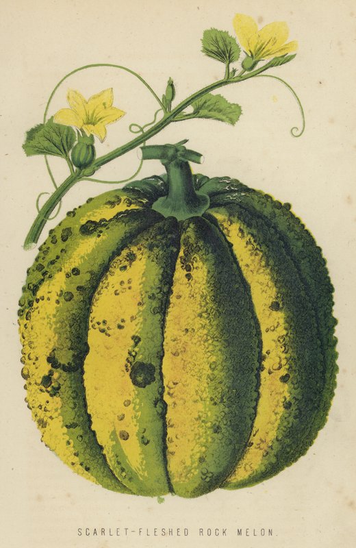 Melón de carne escarlata de English School