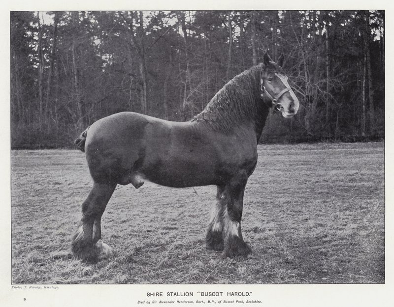 Semental Shire "Buscot Harold" de English School