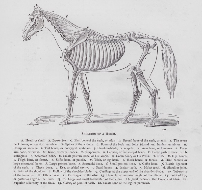 Esqueleto de un caballo (grabado) de English School