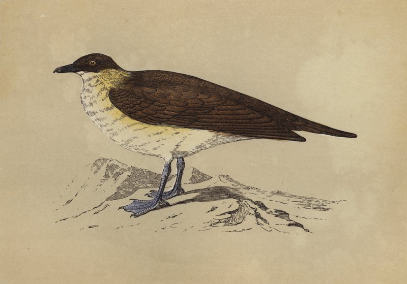 Skua (litografía en color) de English School