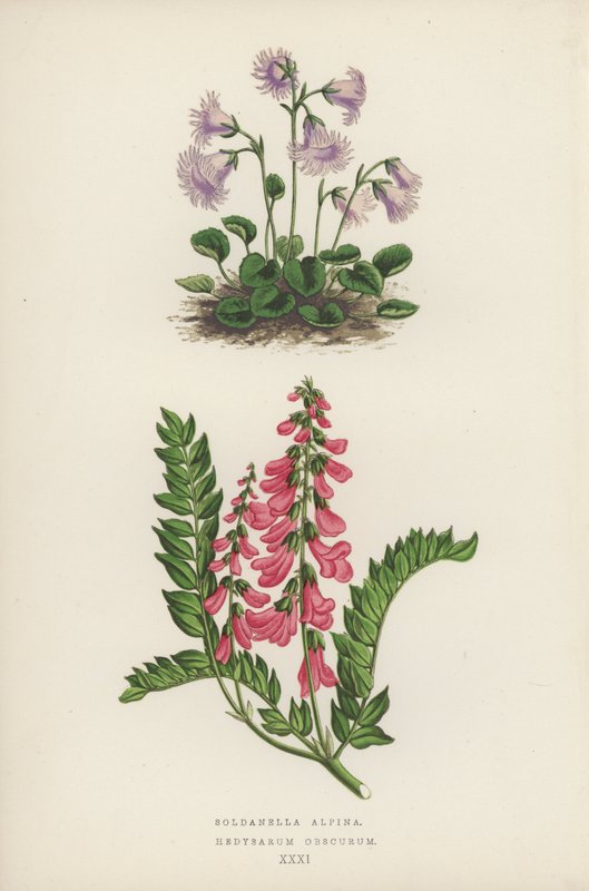 Soldanella Alpina; Hedysarum Obscurum (litografía en color) de English School