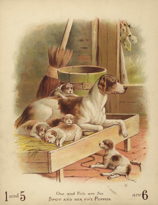 Spot y sus cinco cachorros (cromolito) de English School