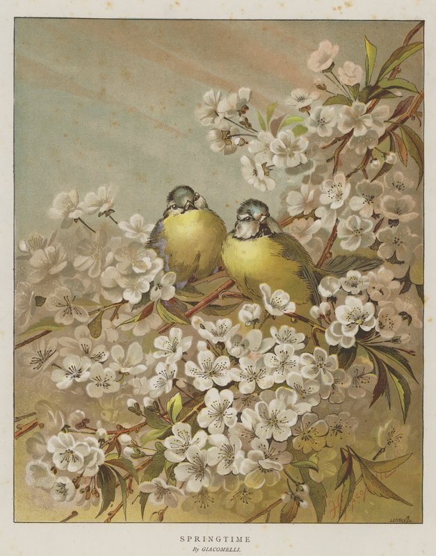 Primavera (cromolito) de English School