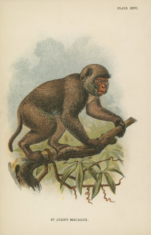 El macaco de St. John de English School