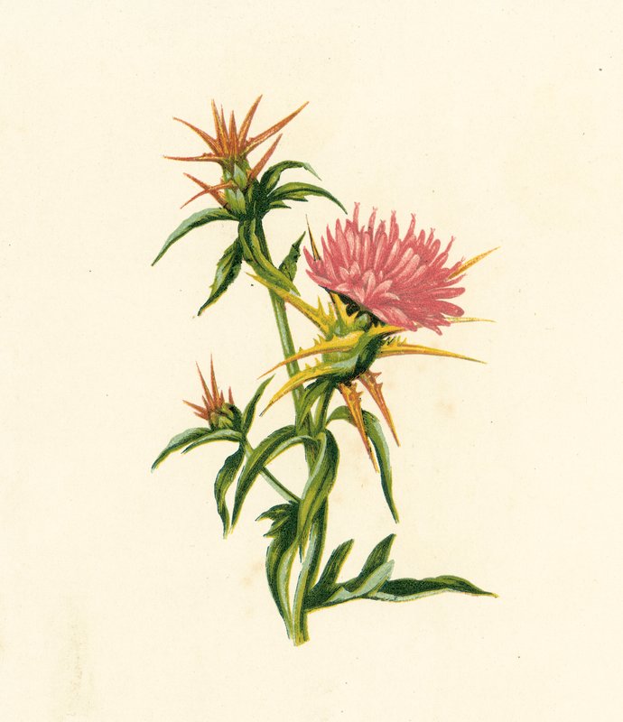 Cardo estrellado, Centaurea Calcitrapa (litografía en color) de English School