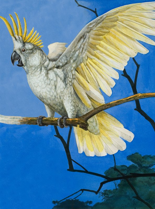 Cacatúa de cresta azufrada de English School
