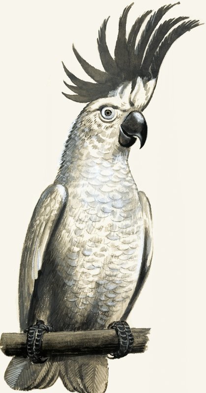 Cacatúa sulfúrea de English School
