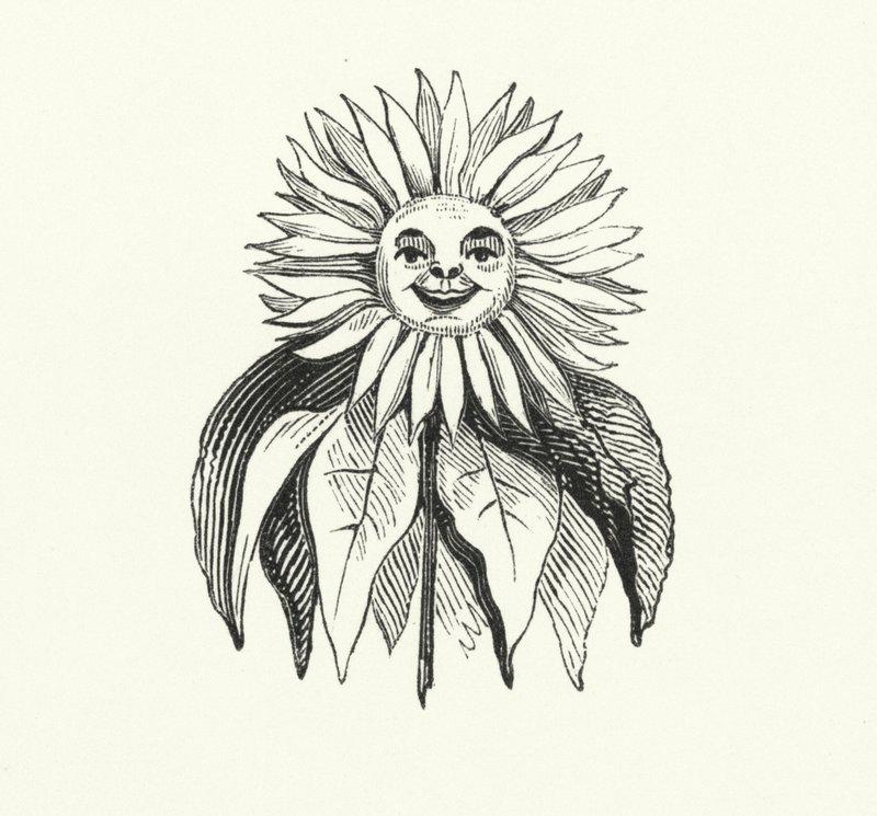 Girasol (grabado) de English School