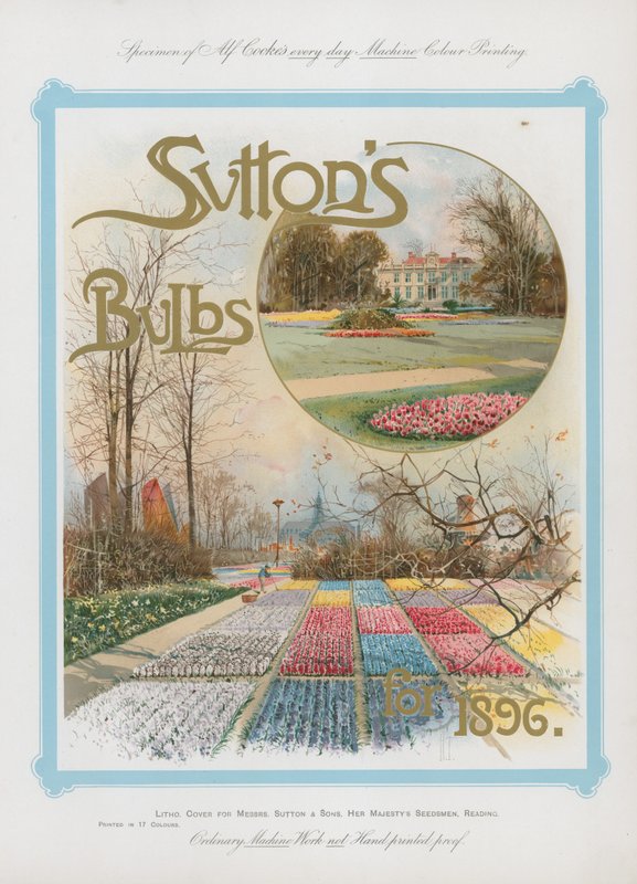 Bulbos de Suttons para 1896 de English School