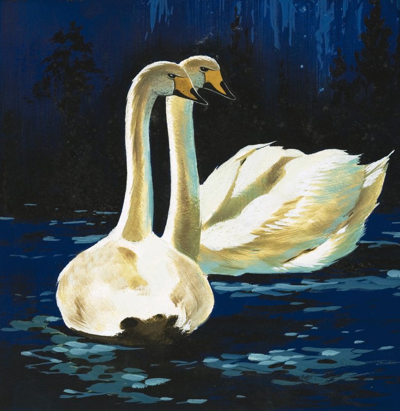 Cisnes de English School