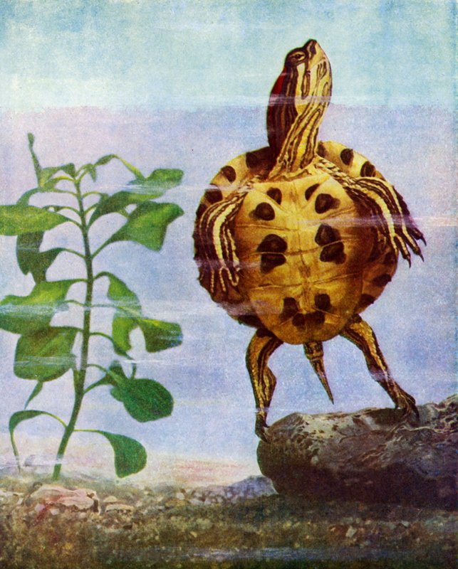 Tortuga de English School