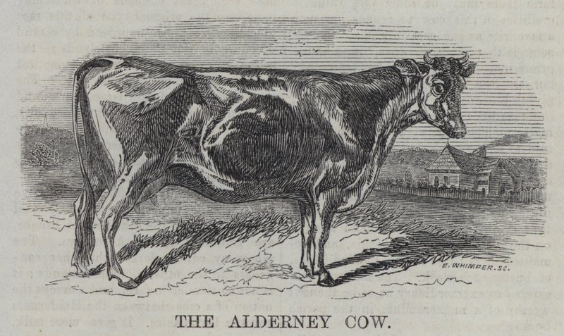 La vaca de Alderney (grabado) de English School